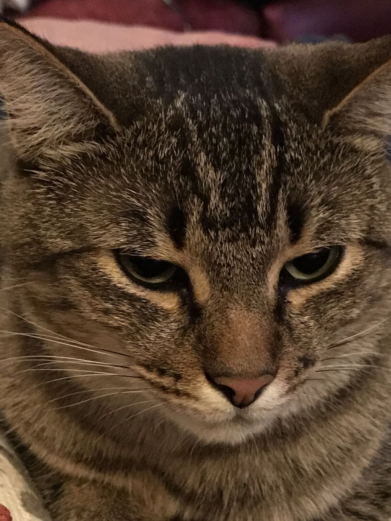 Roo